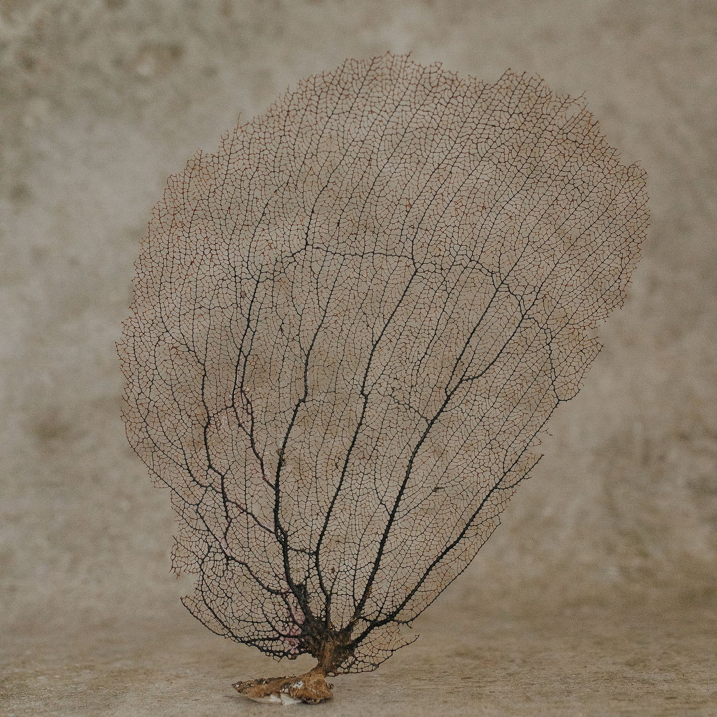 Eggplant Sea Fan