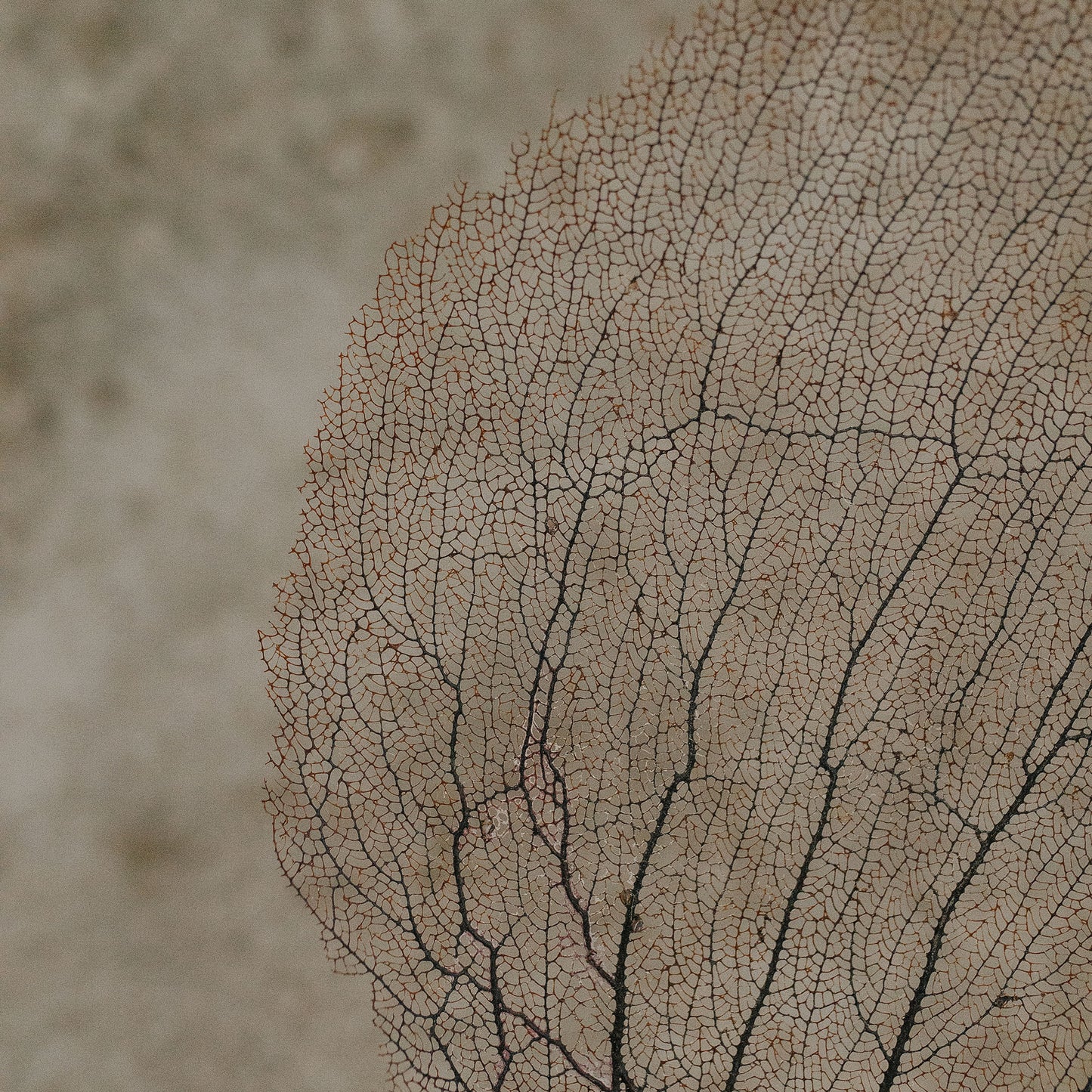 Eggplant Sea Fan