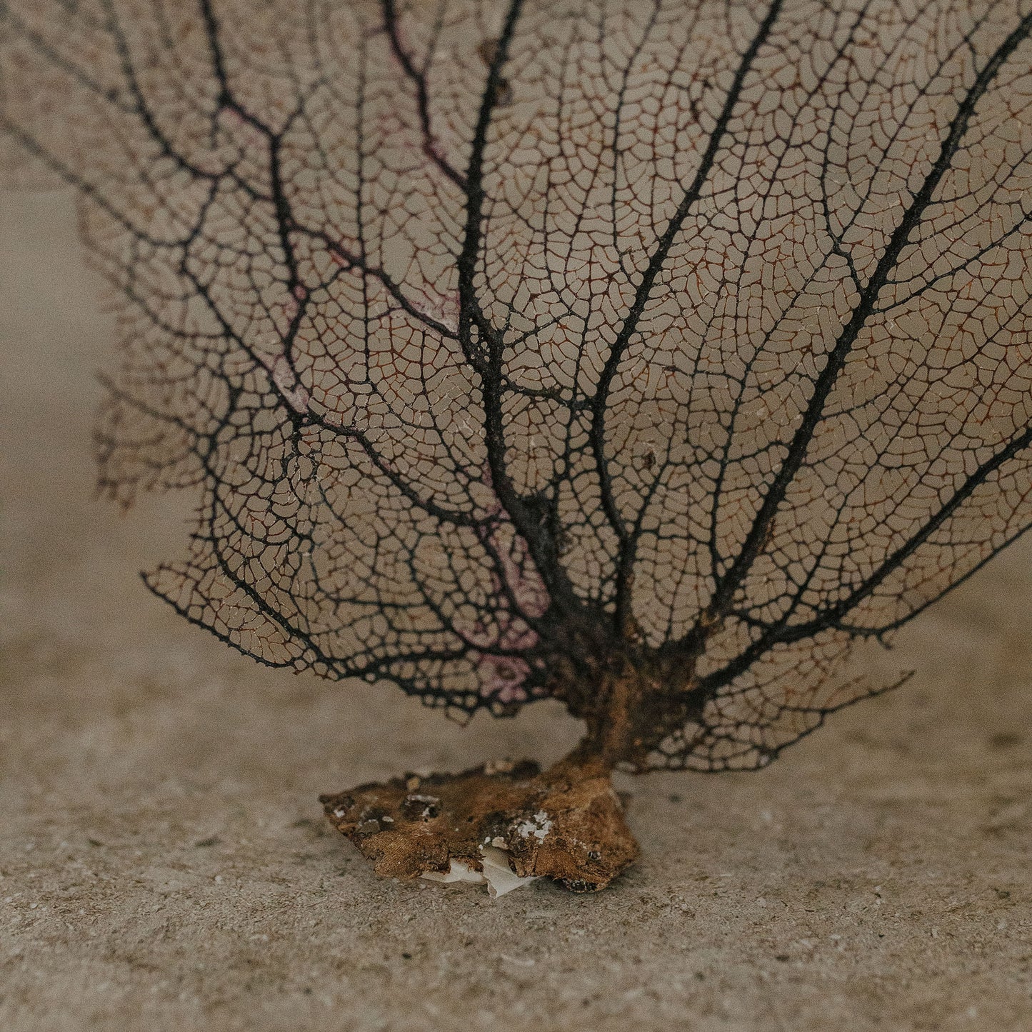 Eggplant Sea Fan