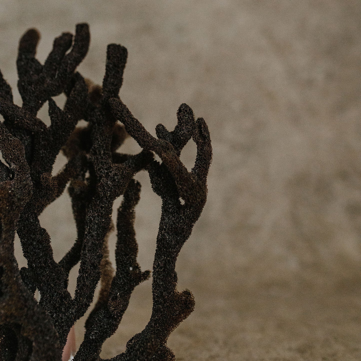 Sea Sponge Branch