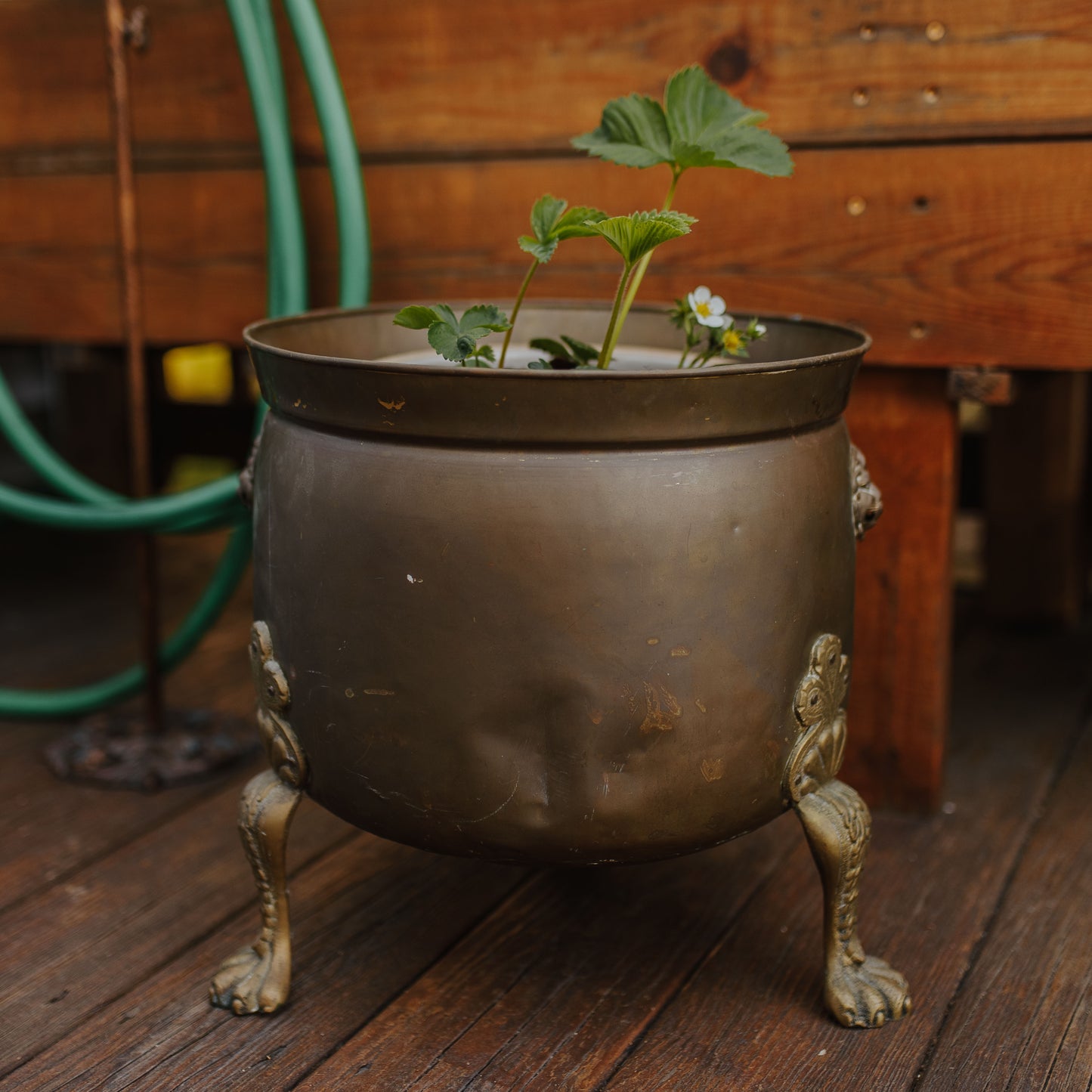 Antique Brass Planter