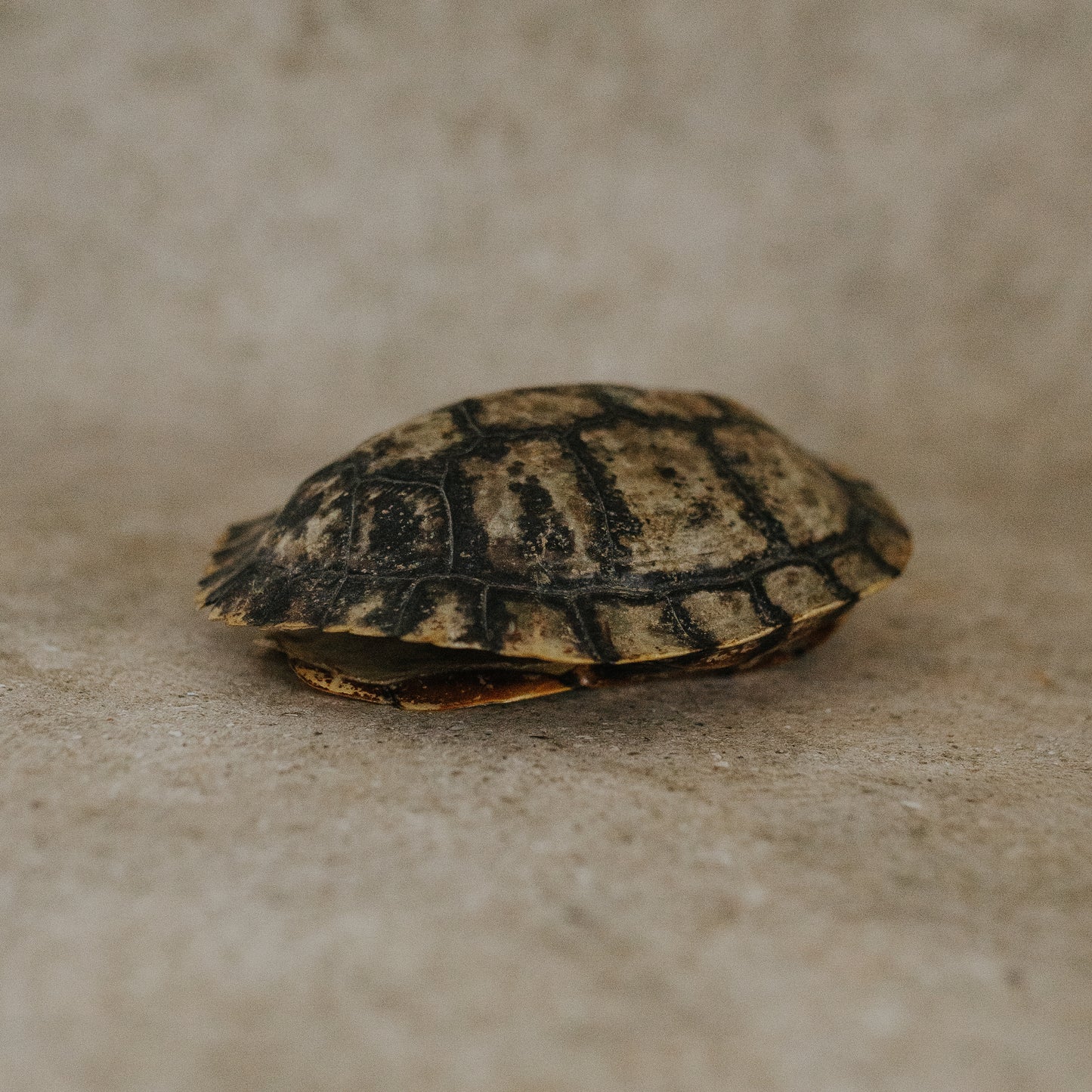 Tortoise Shell