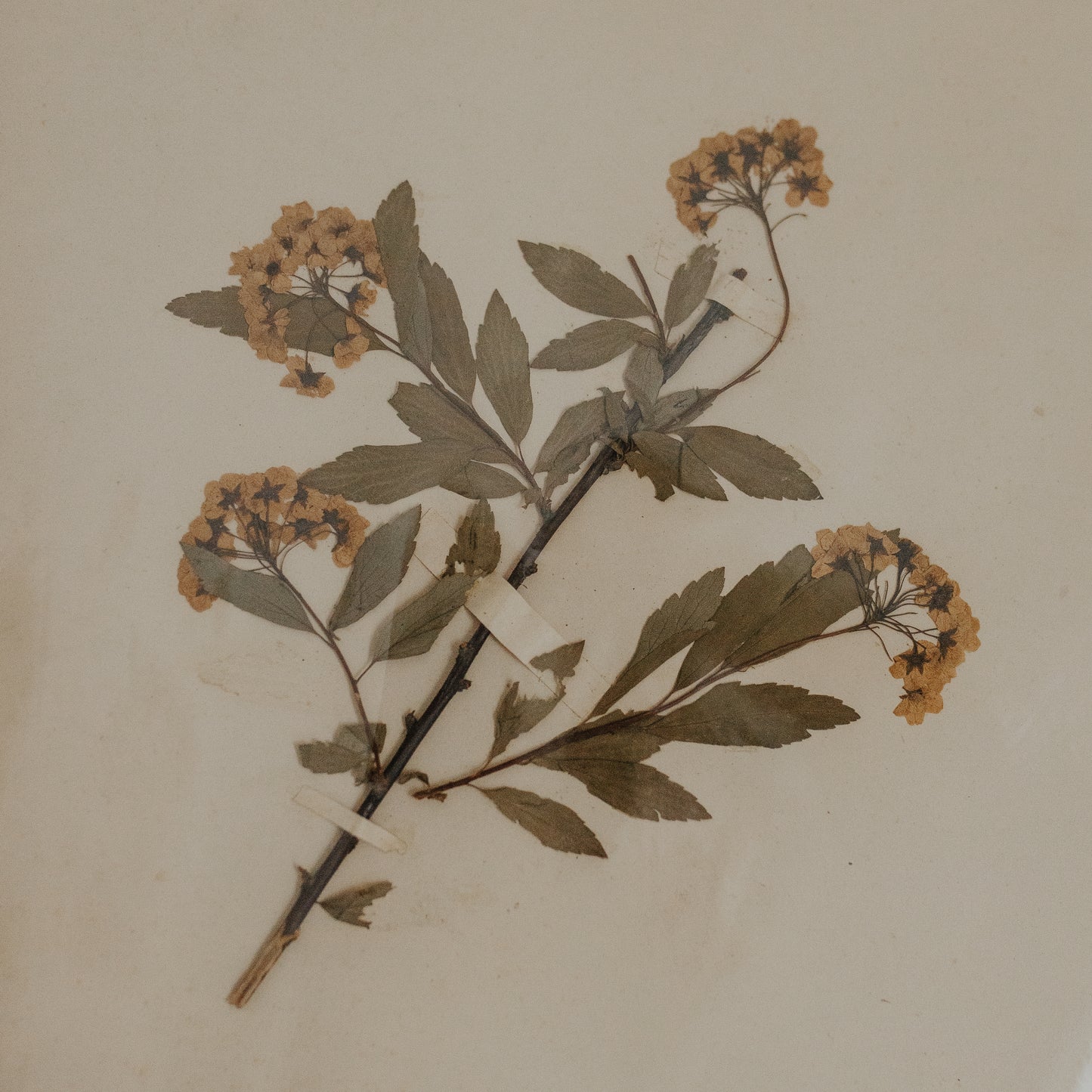Spiraea Herbarium