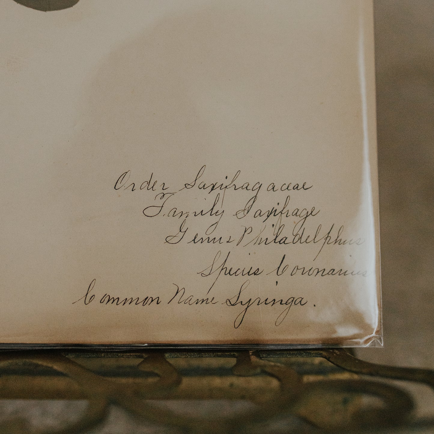 Syringa Herbarium