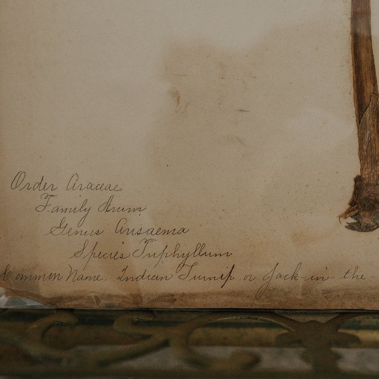 Indian Turnip Herbarium