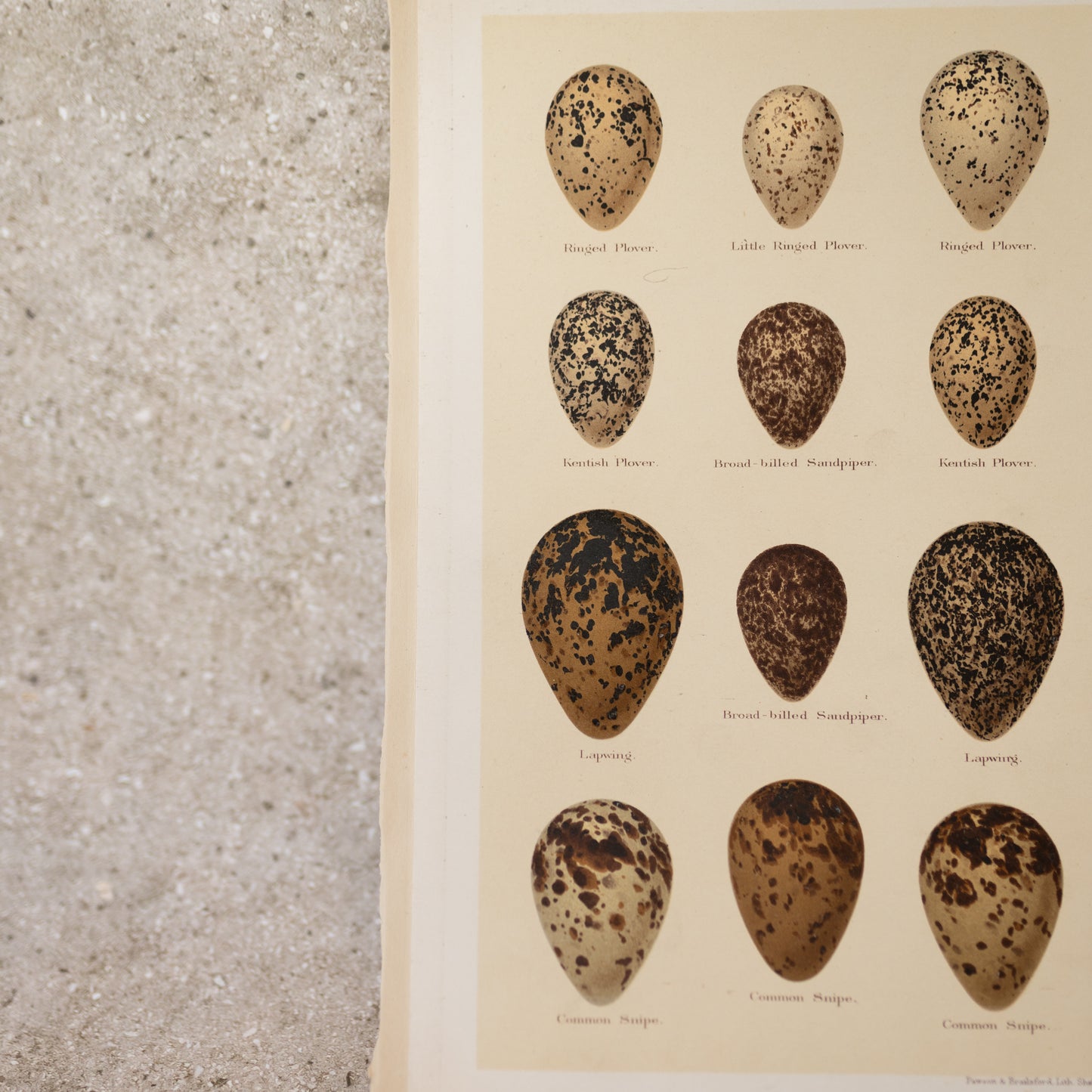 Sea Bird Egg Lithograph