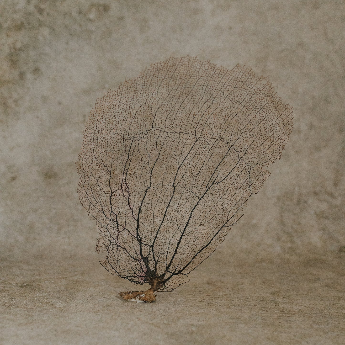 Eggplant Sea Fan
