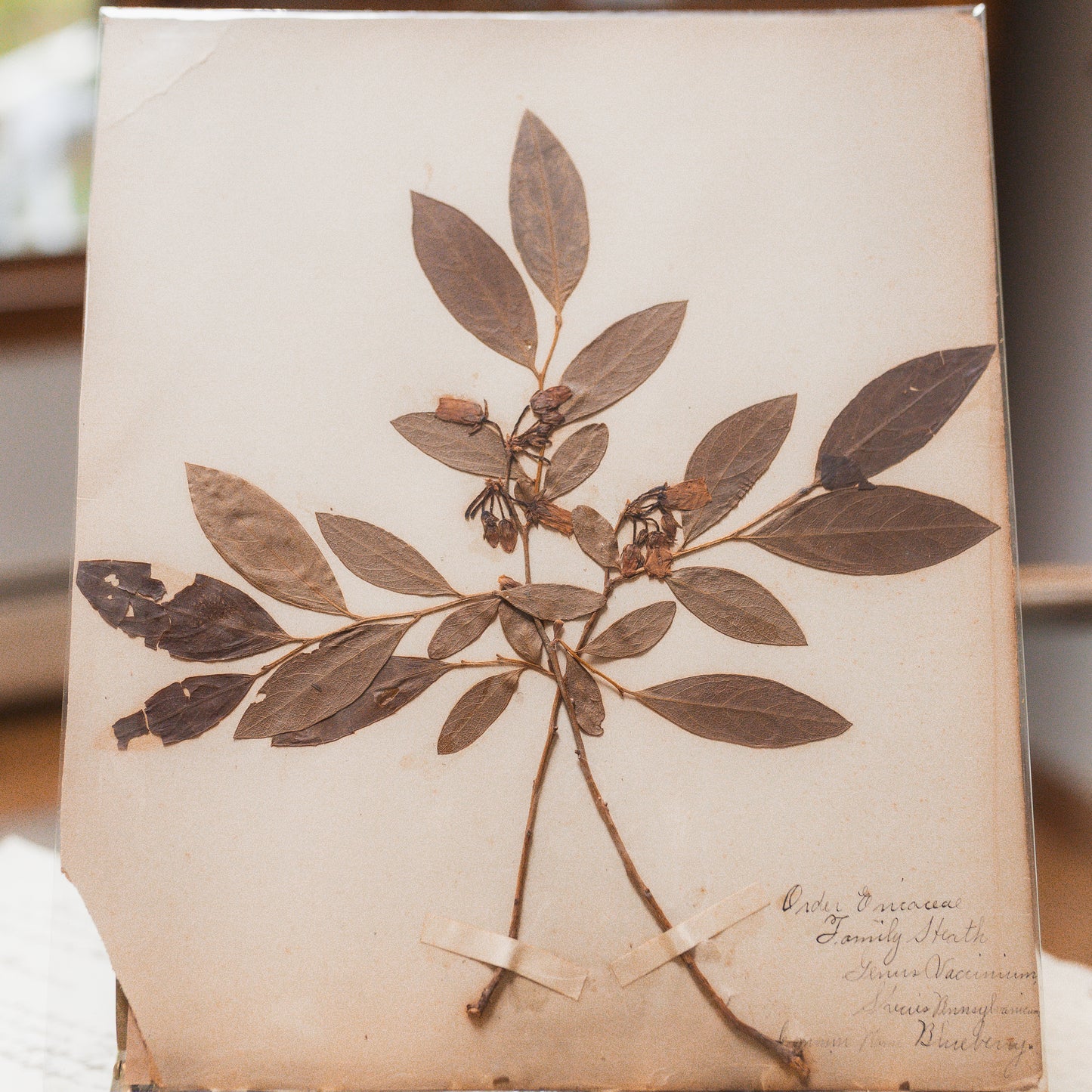 Antique Herbarium Specimen on Parchment