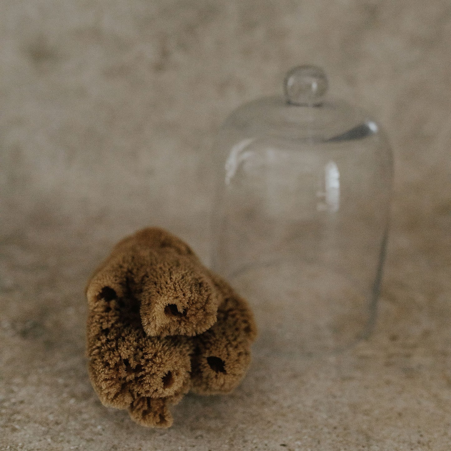 Sea Sponge Specimen in Glass Cloche