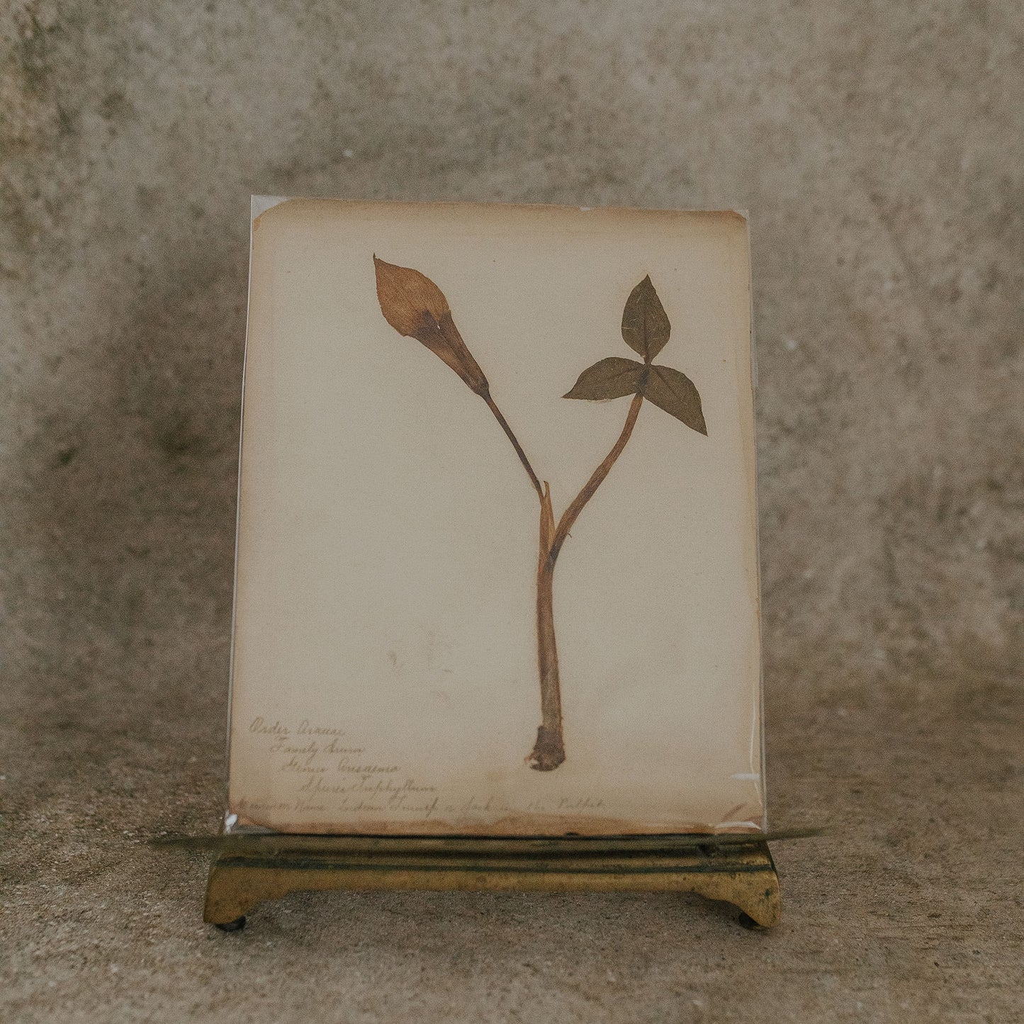Indian Turnip Herbarium