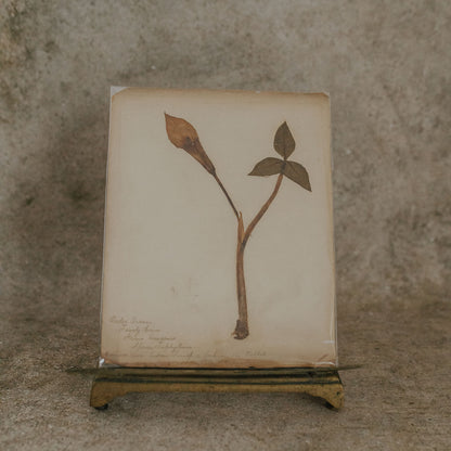 Indian Turnip Herbarium