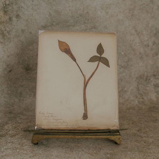 Indian Turnip Herbarium