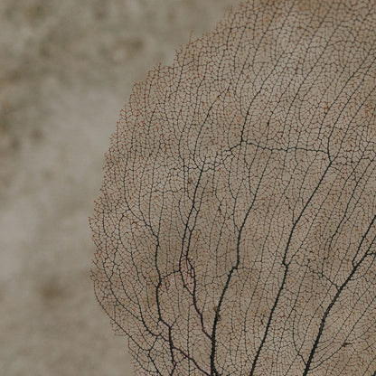 Eggplant Sea Fan