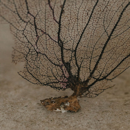 Eggplant Sea Fan