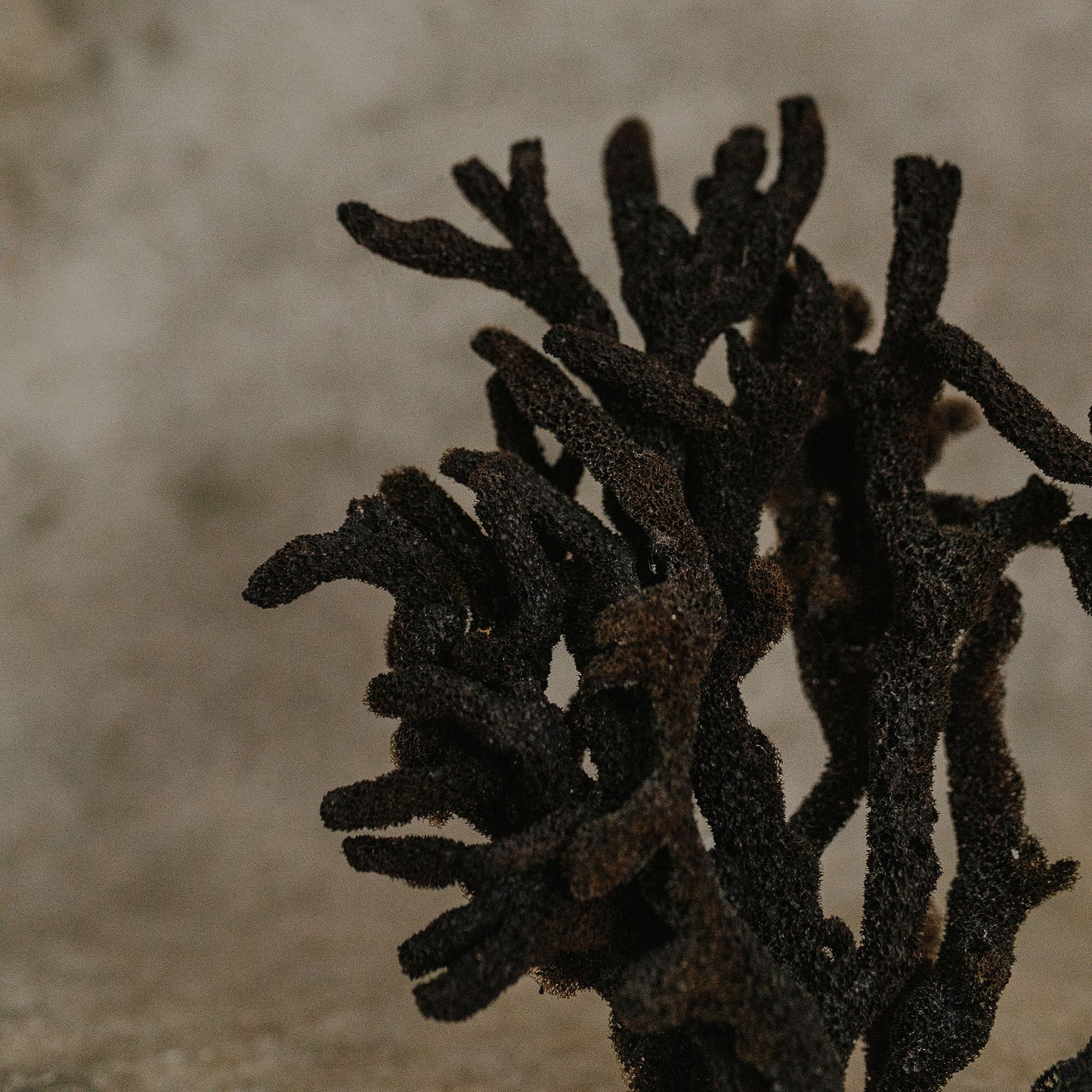 Sea Sponge Branch