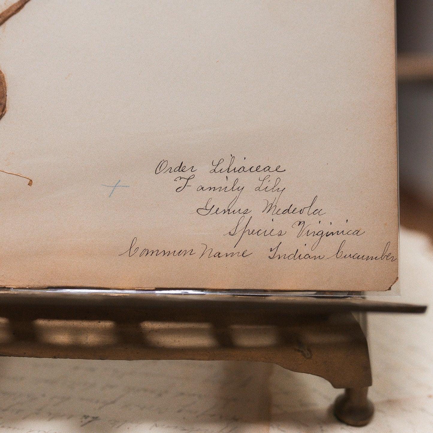 Antique Herbarium Specimen on Parchment