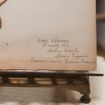 Antique Herbarium Specimen on Parchment