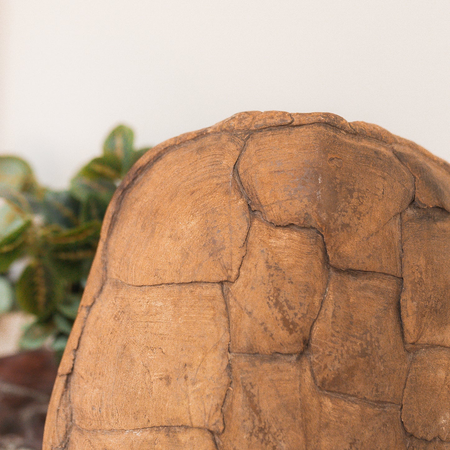 Antique Tortoise Shell Specimen