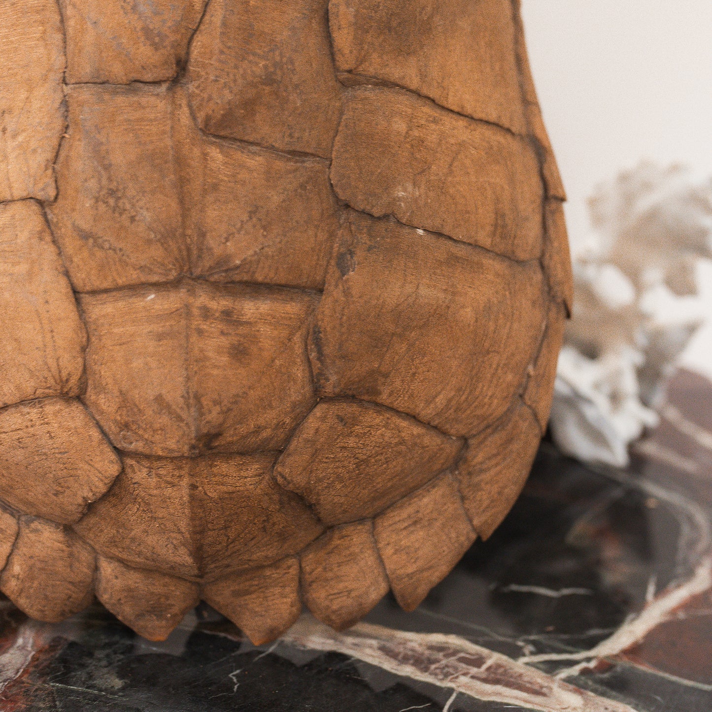 Antique Tortoise Shell Specimen