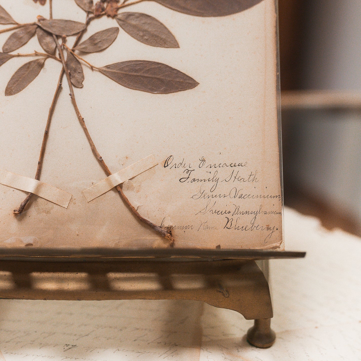 Antique Herbarium Specimen on Parchment