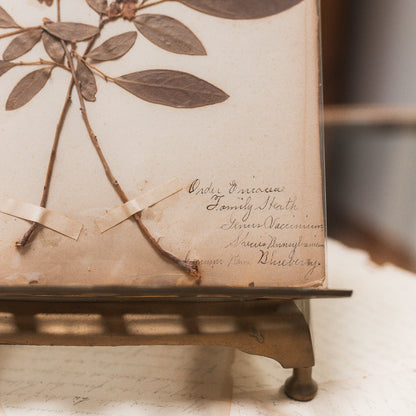 Antique Herbarium Specimen on Parchment