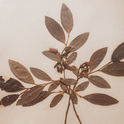 Antique Herbarium Specimen on Parchment