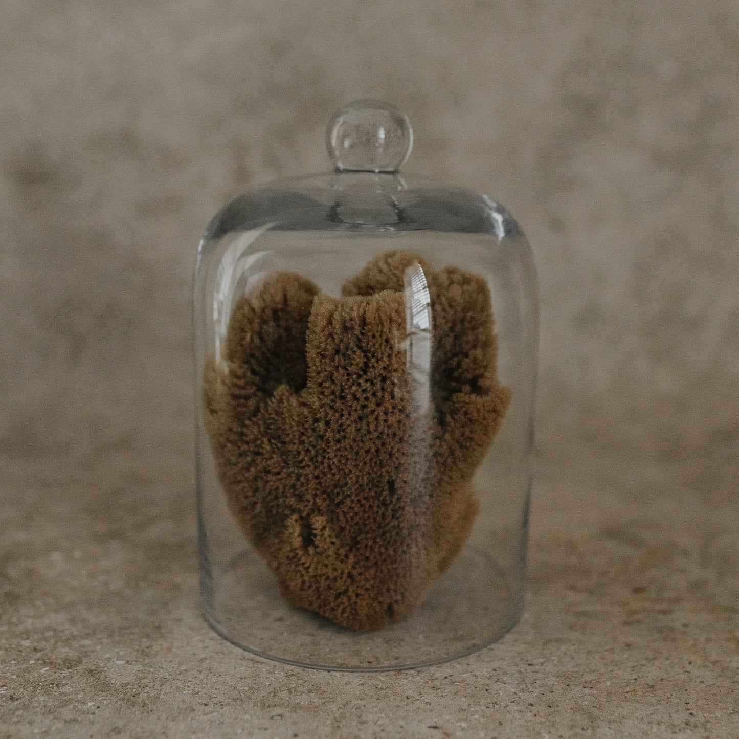 Sea Sponge Specimen in Glass Cloche