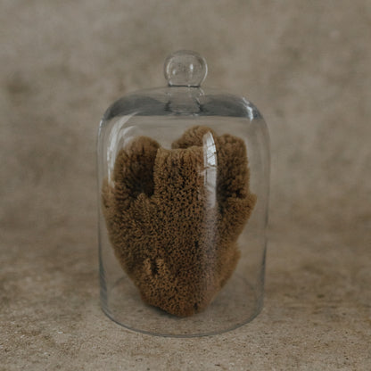 Sea Sponge Specimen in Glass Cloche