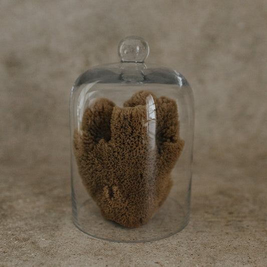 Sea Sponge Specimen in Glass Cloche