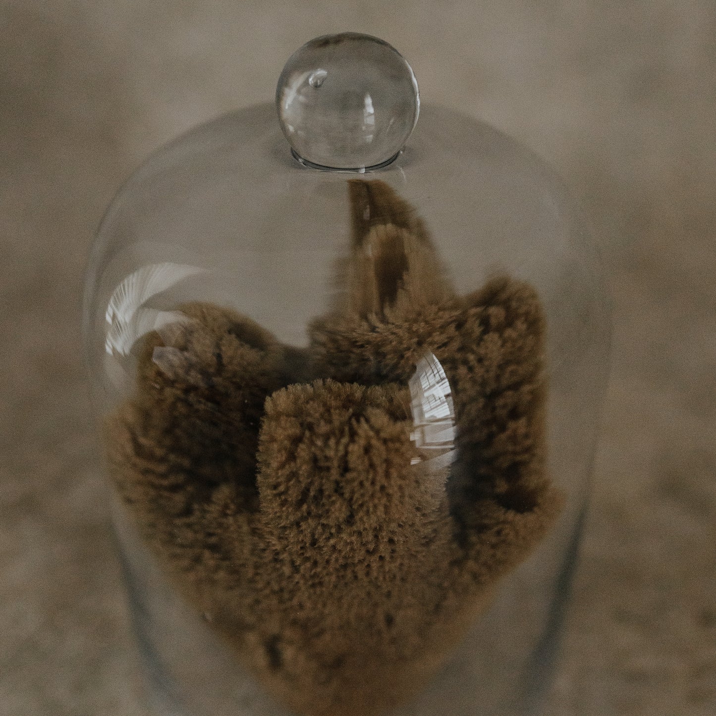 Sea Sponge Specimen in Glass Cloche