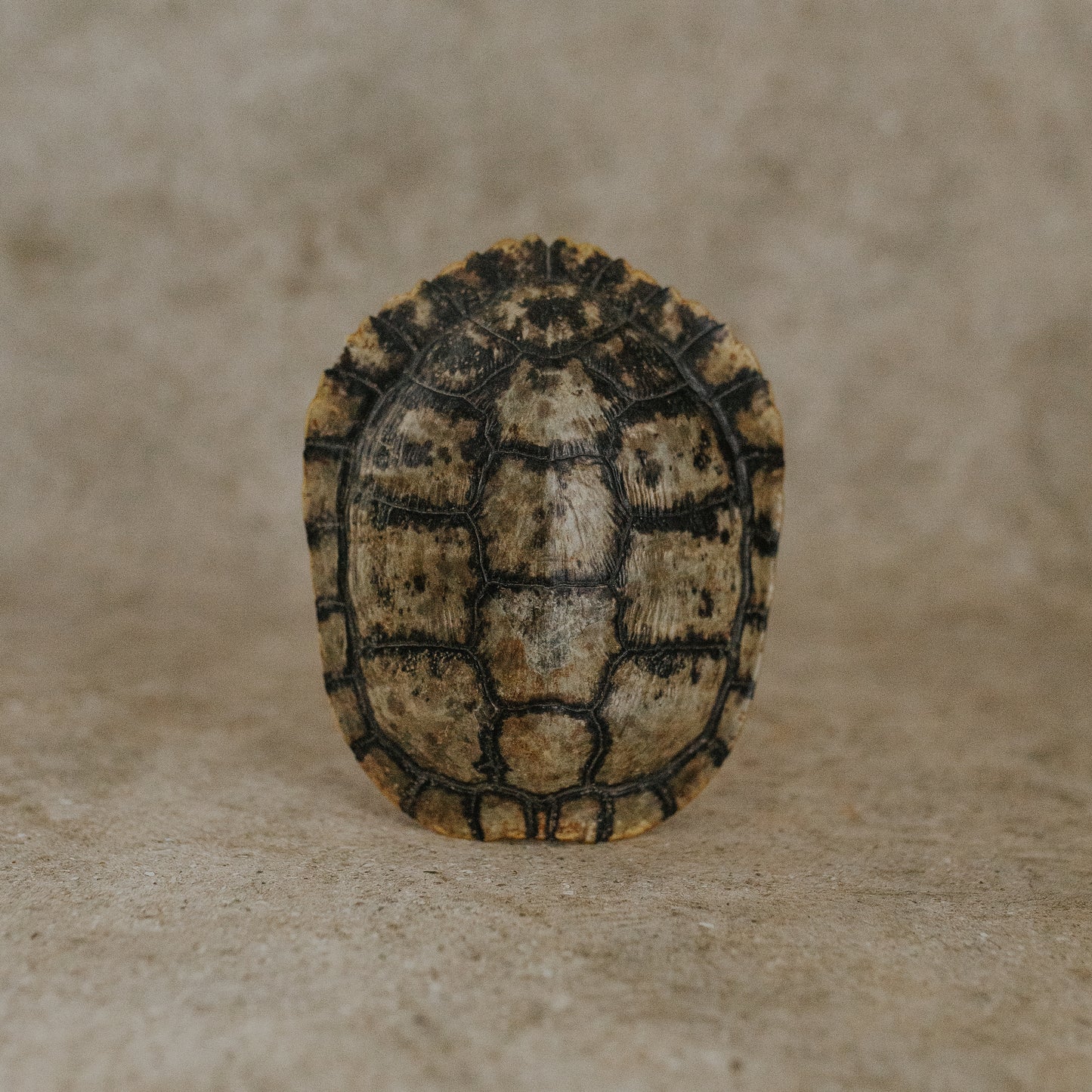 Tortoise Shell
