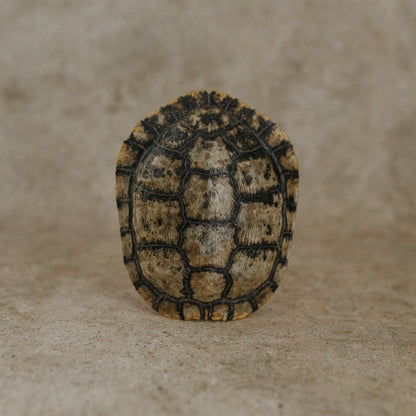 Tortoise Shell