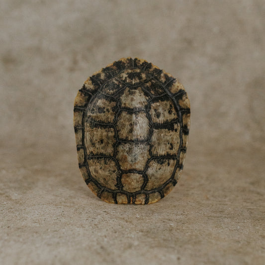 Tortoise Shell