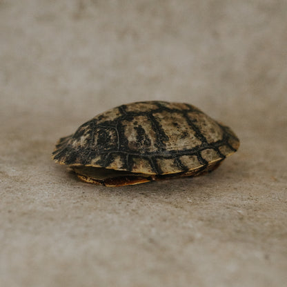 Tortoise Shell