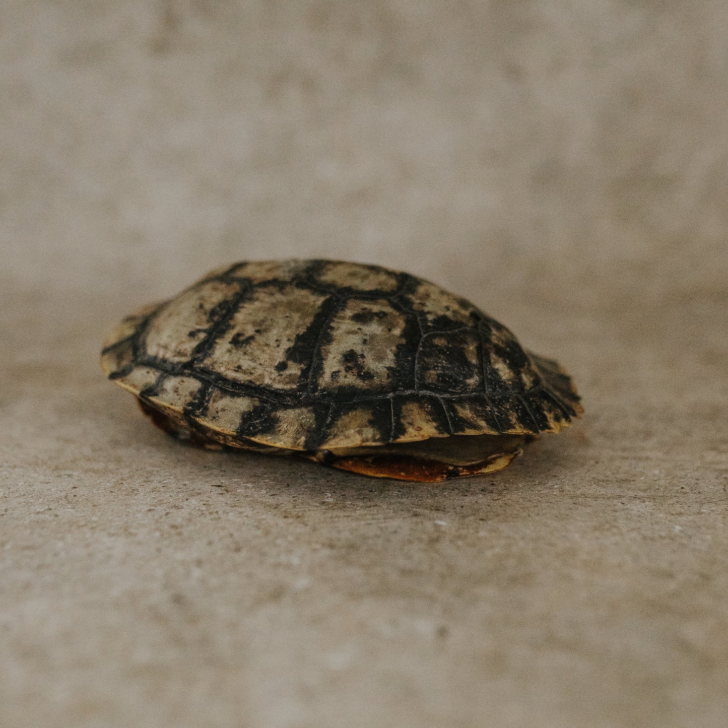 Tortoise Shell