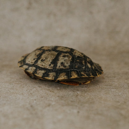 Tortoise Shell