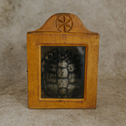 Tortoise Shell