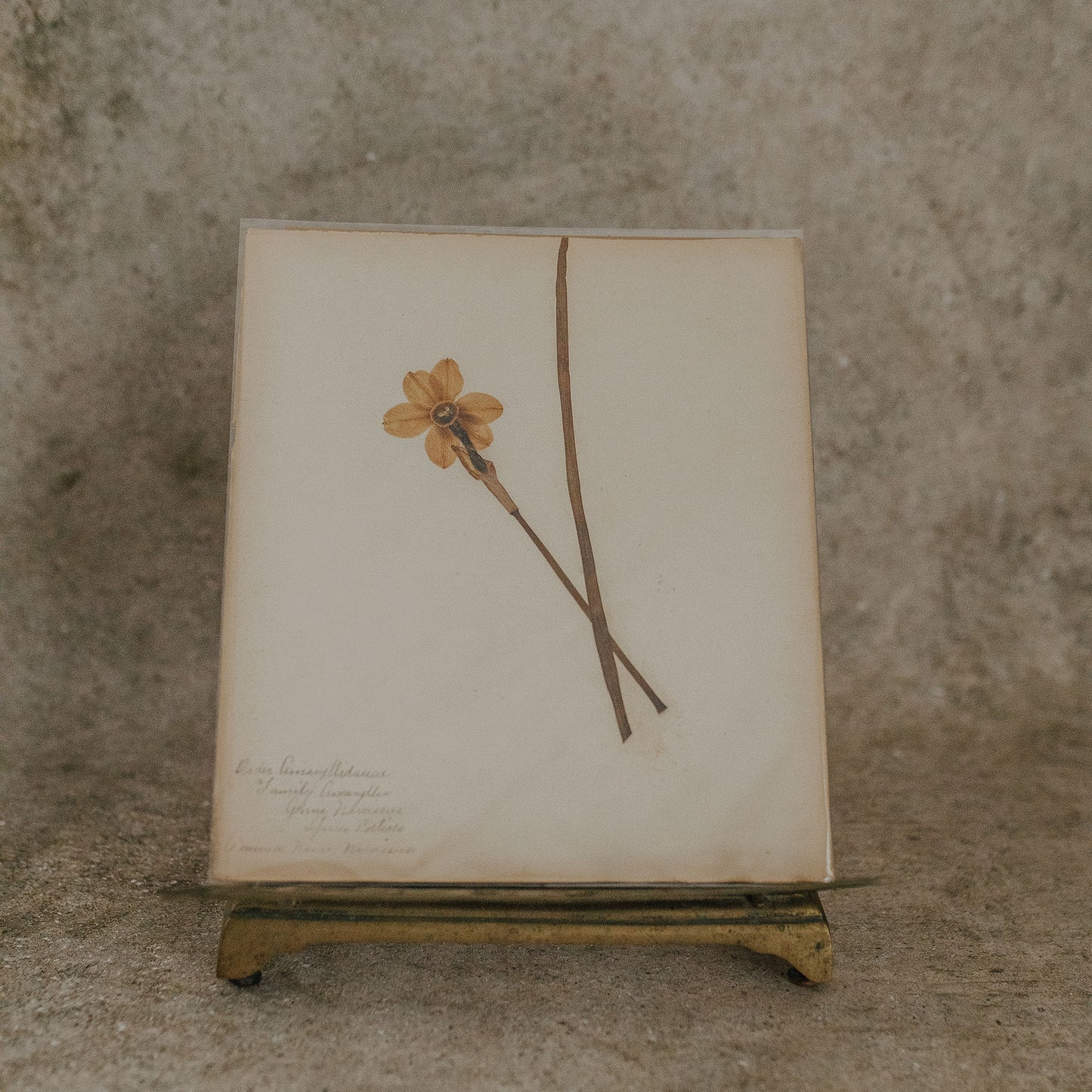 Narcissus Herbarium