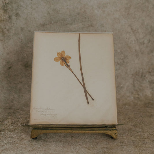Narcissus Herbarium