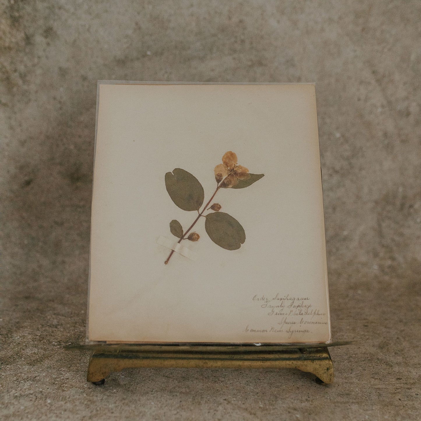 Syringa Herbarium