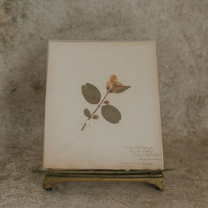 Syringa Herbarium