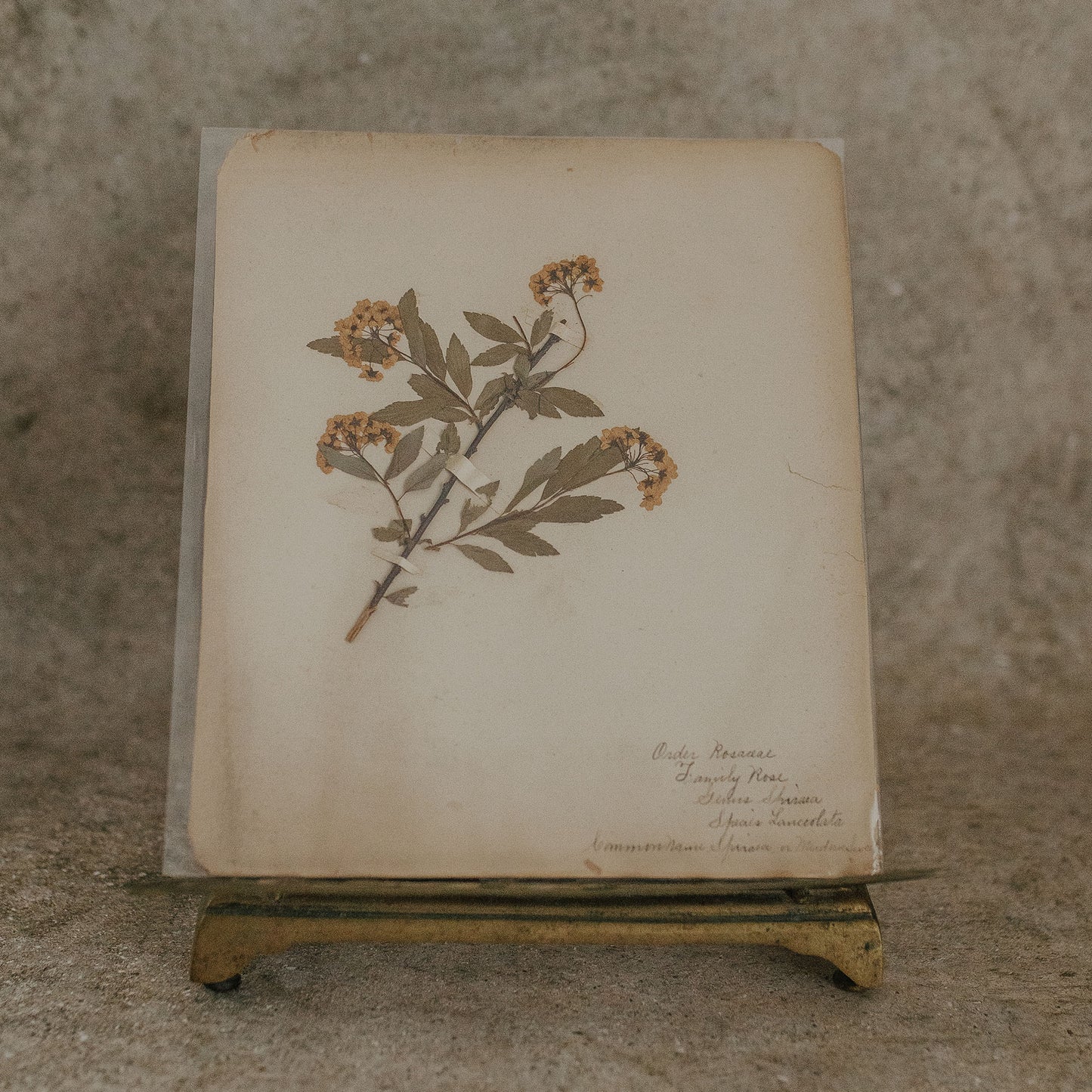 Spiraea Herbarium