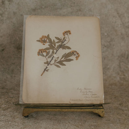 Spiraea Herbarium
