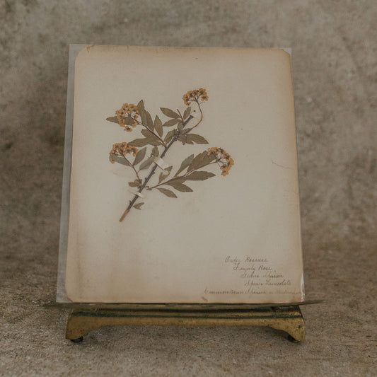 Spiraea Herbarium