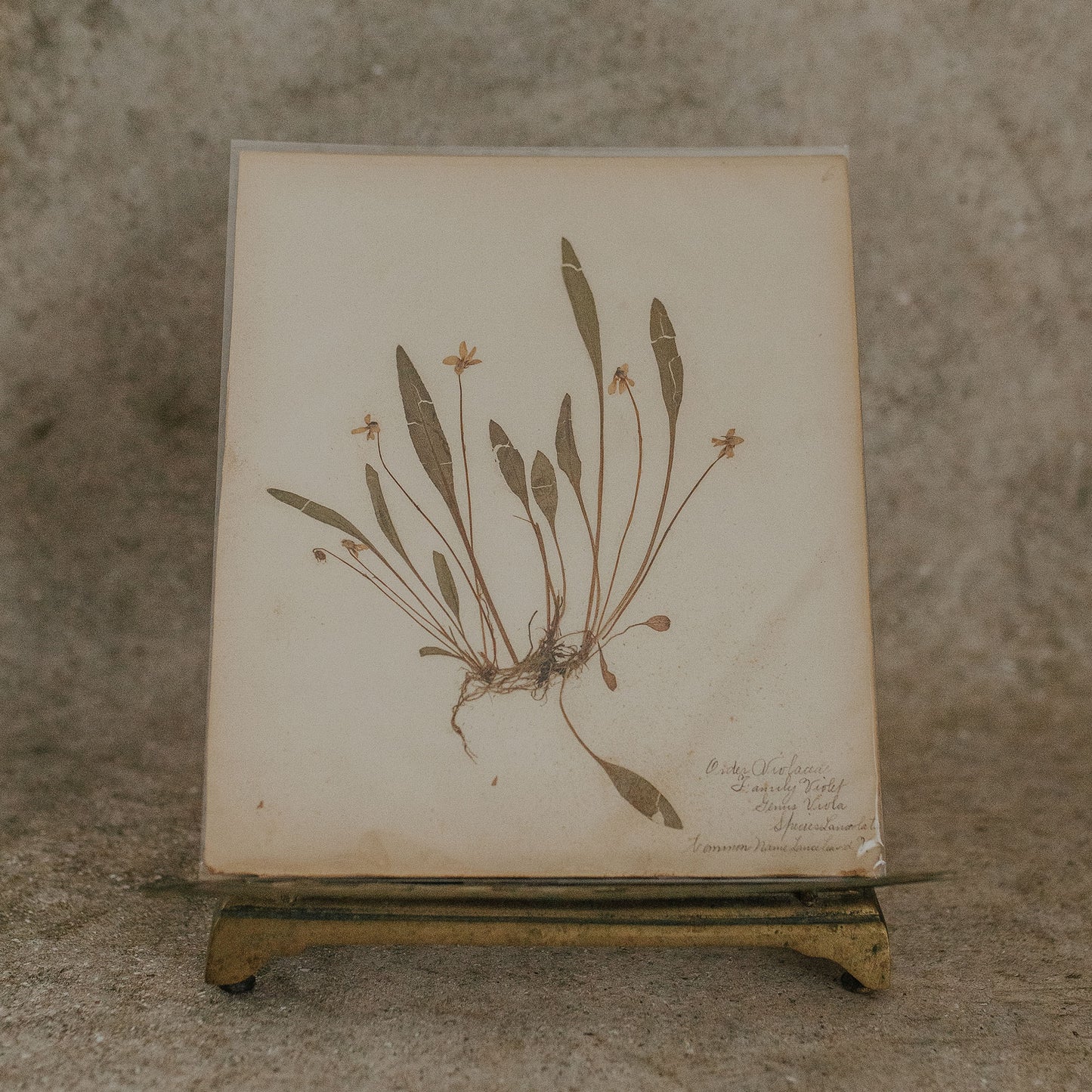 Lance-Leaved Herbarium