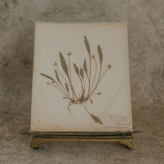 Lance-Leaved Herbarium