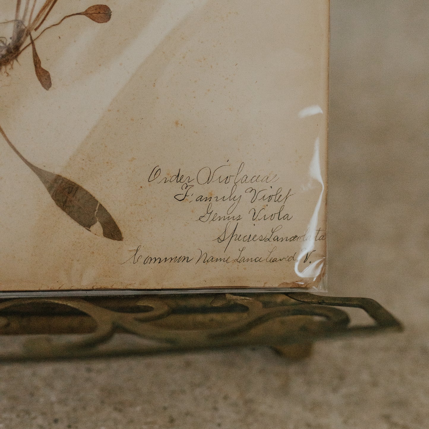 Lance-Leaved Herbarium