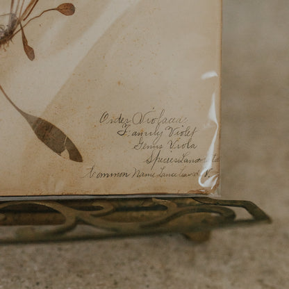Lance-Leaved Herbarium