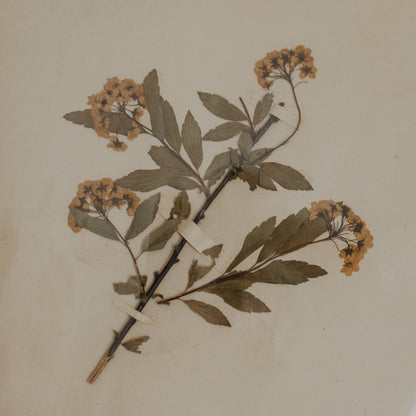 Spiraea Herbarium