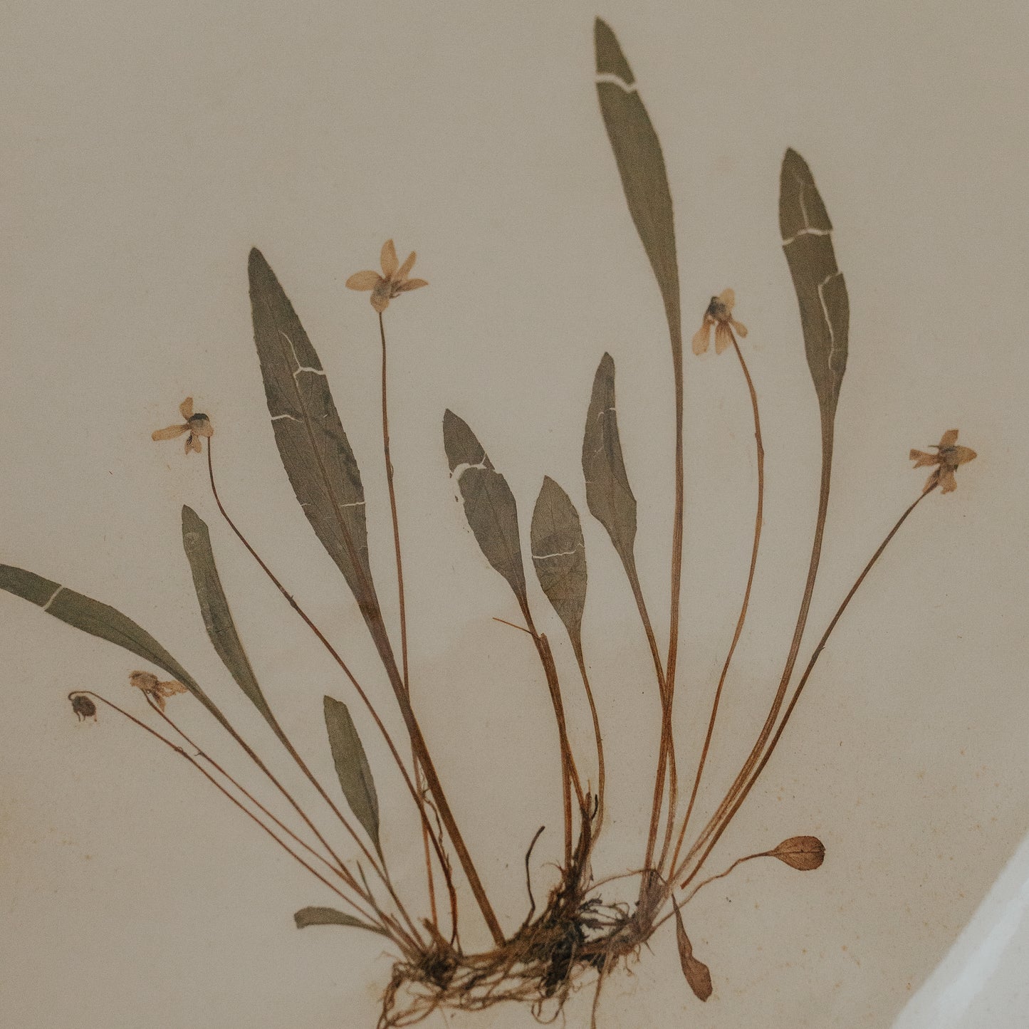 Lance-Leaved Herbarium